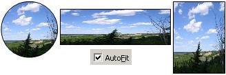 AutoFit Option